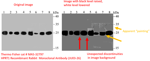 Western blot image with apparently pasted in bands, as well as overpainted areas of background