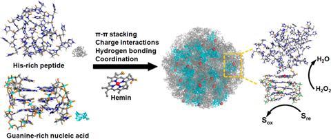 Scheme showing self-Assembly of Guanine-Rich Nucleic Acid, His-Rich Peptide, and the Cofactor Hemin into the Peroxidase-Mimicking Nanoparticles