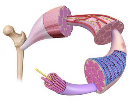 An image showing a muscle fiber anatomy 