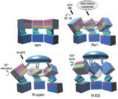 How the protein GroEl facilitates protein folding