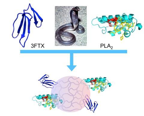 Schematic: Synthetic polymer nanoparticles bind elapid snake venom toxins and inhibit venom-induced dermonecrosis
