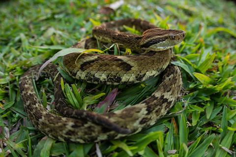 Bothrops jararaca on grass