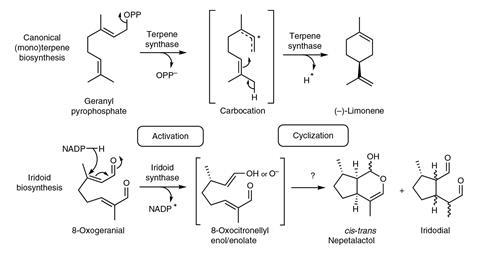 A scheme showing the terpene biosynthesis mechanism and iridoid biosynthesis mechanism