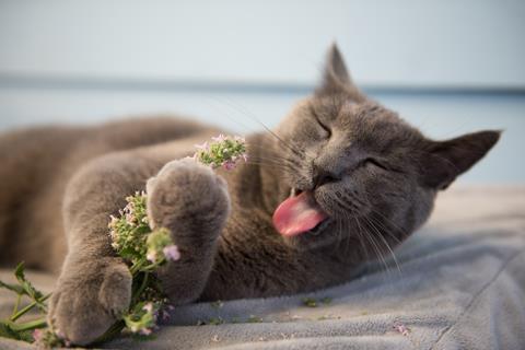 A picture of a cat eating catnip
