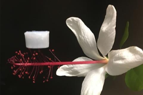 An optical image showing an hBNAG sample resting on the stamen of a flower