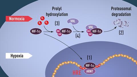 Figure showing the cellular mechanisms involved in the 2019 Nobel prize in medicine or physiology