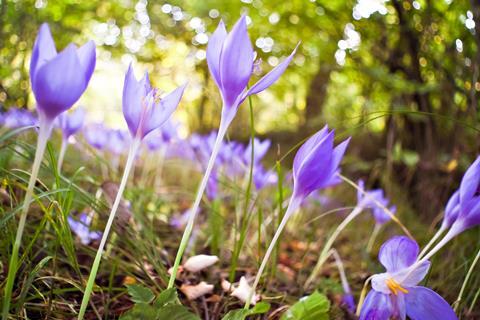 Colchicum autumnale flowers