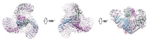 Crystal structure of the trimeric CED