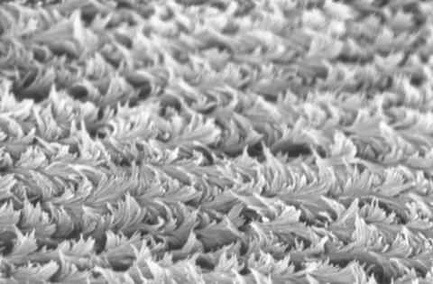Microscopy of ordered cellulose architecture