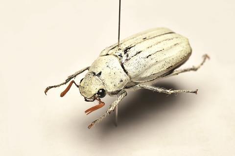 Cyphochilus insulanus, white beetle