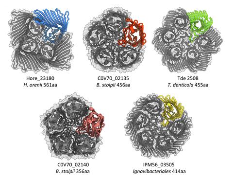 Alphafold models showing PopA family members that form tetramers, pentamers and hexamers, all featuring a central chamber