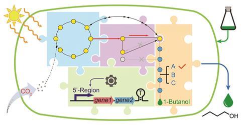 A graphical abstract representing modular engineering for efficient photosynthetic biosynthesis