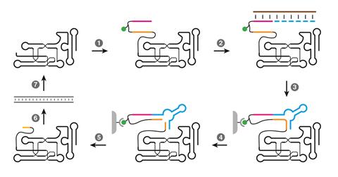 Selective amplification of polymerase ribozymes