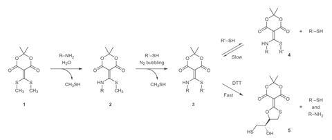 A general schematic of amine and thiol addition to the conjugate acceptor.