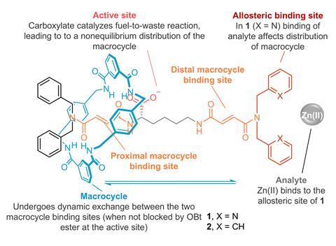 Structure of the allosterically modulated, catalysis-driven information ratchet 1, highlighting key design elements. Control rotaxane 2 lacks the allosteric bis(2-picolyl)amide-binding site.