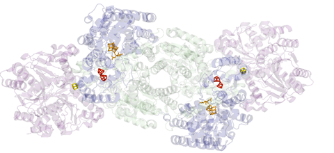 Nitrogenase with active sites highlighted