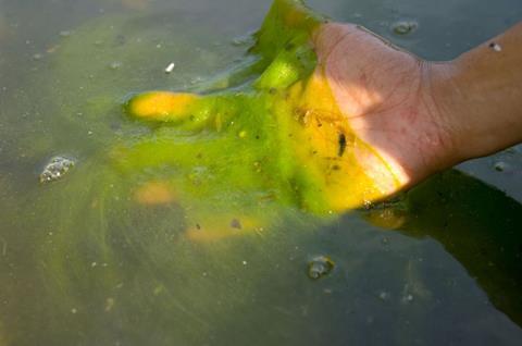 Algae bloom in Reflecting Pool, Washington, DC