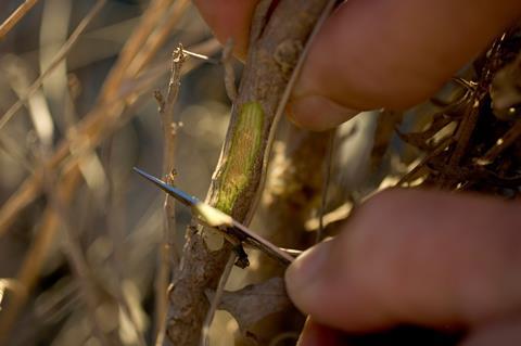 The stem of the guayule desert shrub being scored by a knife