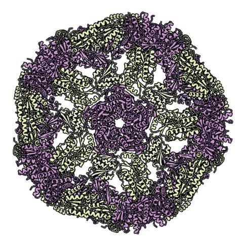 Nanoparticle of 120 proteins