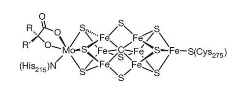 The complex structure of the iron-molybdenum cofactor in nitrogenase enzymes