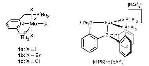 A molybdenum complex and an iron one