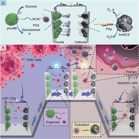 Schematic of the composition  A  and the working principles  B  of the DDM SDSE in the presence of miR 125a and K562 leukemia