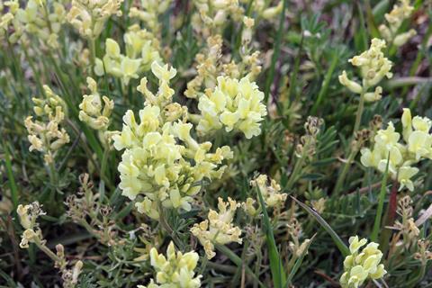  Locoweed wildflower plants