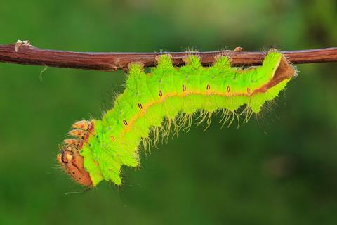 An image showing a caterpillar