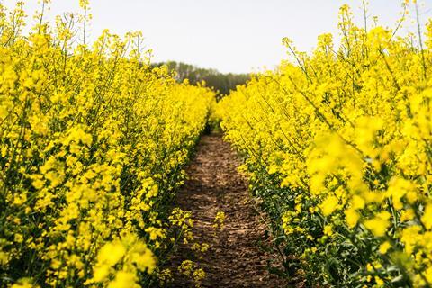 Flowering rapeseed