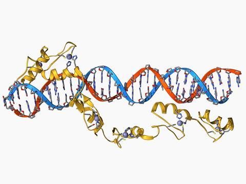Transcription factor protein using zinc fingers to bind to DNA