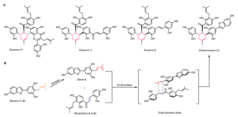 An image showing the proposed biosynthetic pathway for plant-derived D–A-type natural products and our strategy to identify the hypothetical intermolecular [4+2] pericyclase