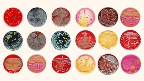 Bacteria cultures in petri dishes