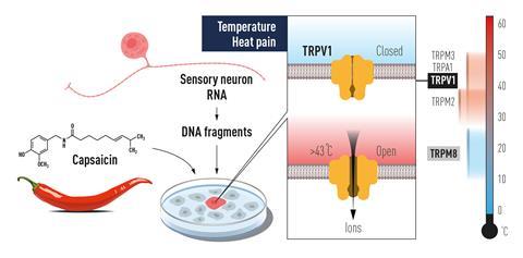 A scheme a drawing of a chili pepper and the structure of capsaicin as well as a scheme of the receptor responsible for temperature sensing