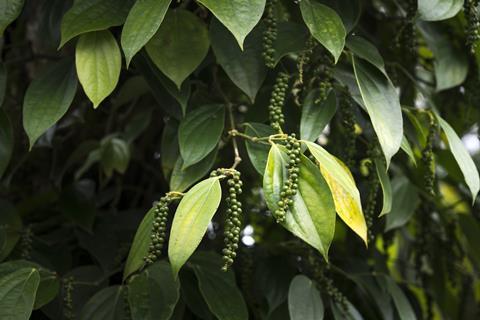 Pepper fruits on the plant