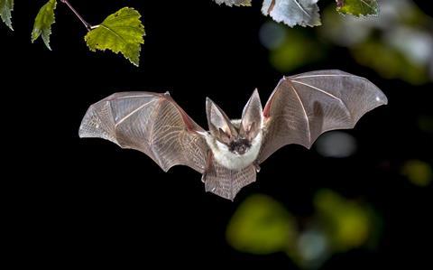Grey long-eared bat (Plecotus austriacus)