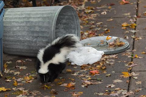 Striped skunk (Mephitis mephitis) by overturned trash can