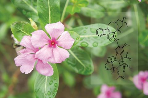 Periwinkle flowers, vinca rosea (left) and vincristine structure (right)