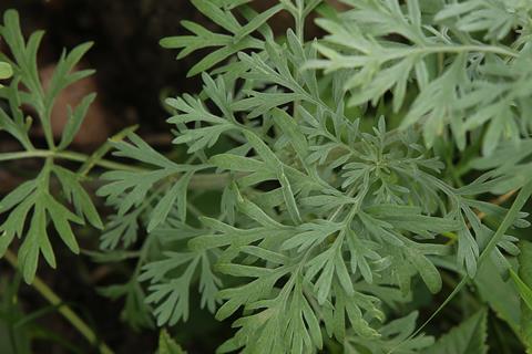 Wormwood plant used for herbal medicine.