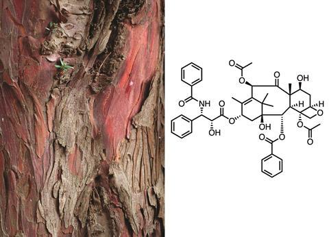Yew tree bark (left) and Taxol structure (right)