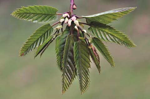 Sweet chestnut leaves showing spring growth 