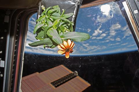 Zinnia flower onboard ISS