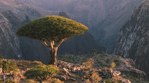 Dragon blood tree 