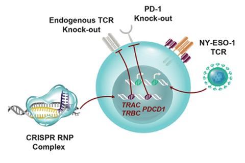 A scheme showing the CRISPR-Cas9 NYCE T cell
