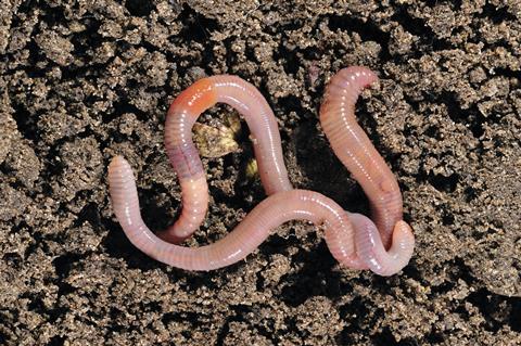 Pink earthworm on rich brown soil