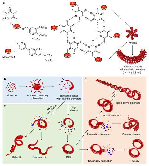 An image showing the self-assembly of a barbiturated monomer into various supramolecular polymer topologies