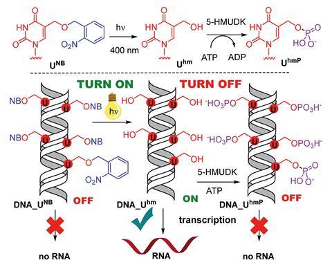 A scheme showing the chemical switching of transcription