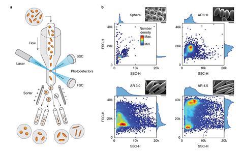 An image illustrating the sorting of particles by shape using FACS