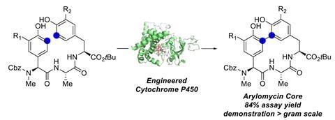 A scheme showing the key carbon-carbon cross coupling that closes the arylomycin macrocycle