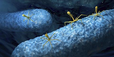 Bacteriophages infecting bacteria illustration