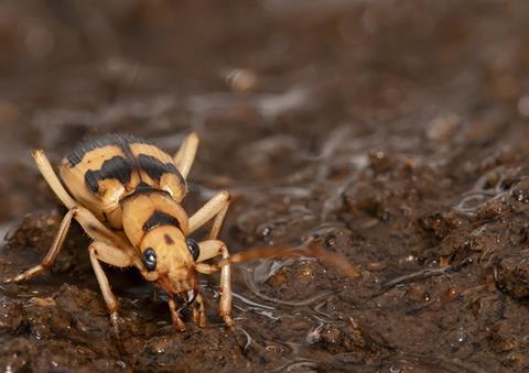 A yellow and black bombardier beetle